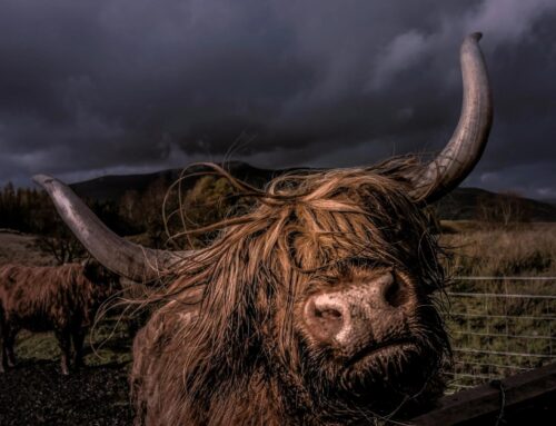 KULR Boosts Bitcoin Treasury to 800 BTC With $9M Purchase