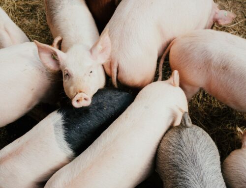 OFAC Sanctions Philippines-Based Tech Company For Facilitating Pig Butchering Schemes