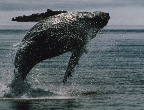 XRP Hits 12-Year Milestone With Over 2,700 Whales, Holding Over 1M XRP, Onchain Data Show
